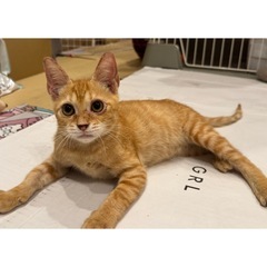 生後4〜5ヶ月 茶トラ 男の子🐈🤎