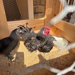 逆毛チャボと烏骨鶏のハーフ.オスとり鳥の画像