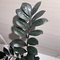 ザミオクルカス　ZZプランツの画像
