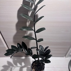 ザミオクルカス　ZZプランツの画像