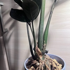 ザミオクルカス　ZZプランツの画像