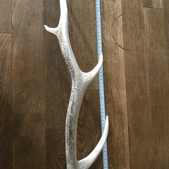 鹿の角　縁起物の画像