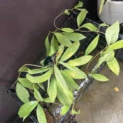 観葉植物　引っ越しの為お譲りいたしますの画像