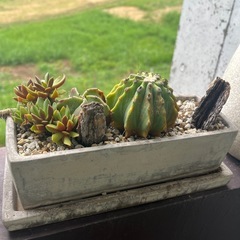 観葉植物　引っ越しの為お譲りいたしますの画像