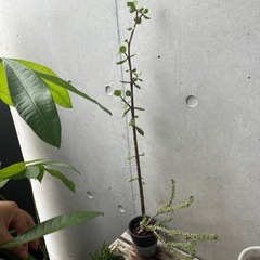 観葉植物　引っ越しの為お譲りいたしますの画像