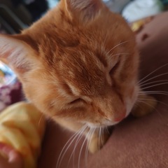 成猫ちゃん