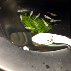 お取引中＊輝きの💐yurisis若魚10匹.体外光ひかりラメ魚メダカNo⒈の画像