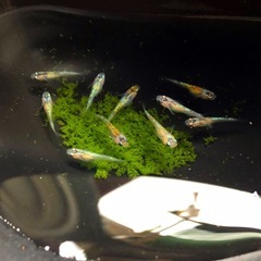 お取引中＊輝きの💐yurisis若魚10匹.体外光ひかりラメ魚メダカNo⒈の画像