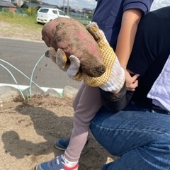 10/11、農家支援企画！さつまいも堀りのお手伝い！掘って掘って掘りまくれ！の画像