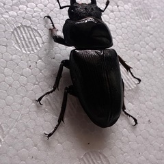 オオクワガタ♀51mmの画像