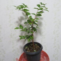 ジャボチカバ　大葉種　実生苗の画像