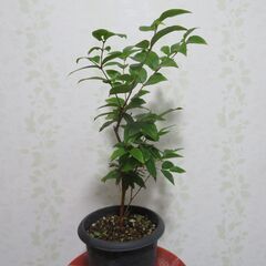ジャボチカバ　大葉種　実生苗の画像