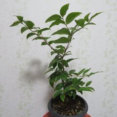 ジャボチカバ　大葉種　実生苗の画像