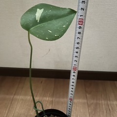斑入りモンステラの苗　1000円の画像