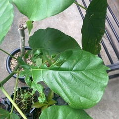 観葉植物　フィカス　ウンベラータ　120cm 挿し木の画像