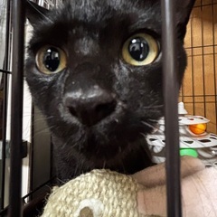 推定3ヶ月半の仲良し兄弟の家族募集中