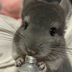 チンチラ　ヴァイオレット　4ヶ月