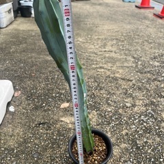 柱サボテン　1000円の画像