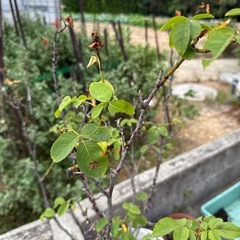 薔薇の木の画像
