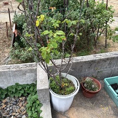 薔薇の木の画像