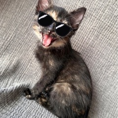 超絶♡甘えんぼ サビ猫ちゃん♀