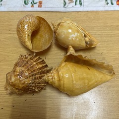 塗装済み貝の画像