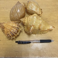 塗装済み貝の画像