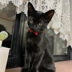 生後2ヶ月、メス猫