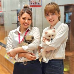 「ペットショップワンラブ」NEW・CROSSTOWN店　トリマー募集中の画像