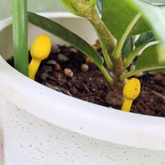 サンパラソル　マンデビラ　白 ホワイト コガネキヌカラカサタケ　ポットごとの画像