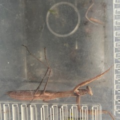 カマキリ　蟷螂　昆虫観察　容器込み  の画像