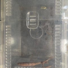 カマキリ　蟷螂　昆虫観察　容器込み  の画像