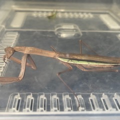 カマキリ　蟷螂　昆虫観察　容器込み  の画像