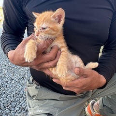 里親さま募集です。