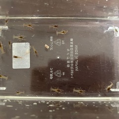 赤ちゃんザリガニ  稚ザリガニ ザリガニ ③ の画像
