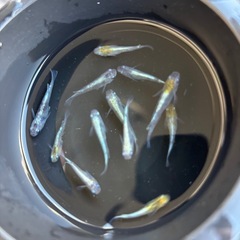 花魁メダカの画像
