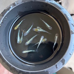 花魁メダカの画像