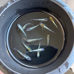 花魁メダカの画像