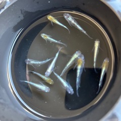 花魁メダカの画像