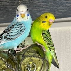 セキセイインコの里親募集です
