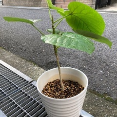ウンベラータの画像