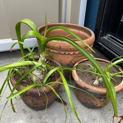 多肉植物　鉢の画像