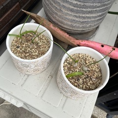 多肉植物　鉢の画像