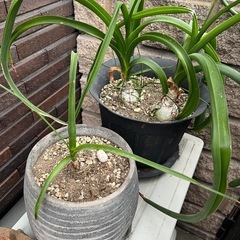 多肉植物　鉢の画像