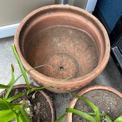 多肉植物　鉢の画像