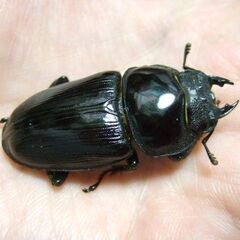 山梨県産オオクワガタ F1 ♀6頭の画像