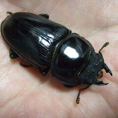 山梨県産オオクワガタ F1 ♀6頭の画像