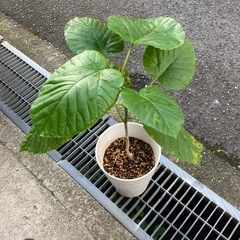ウンベラータの画像