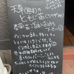 わけぎ苗ポット・春菊苗ポット
の画像