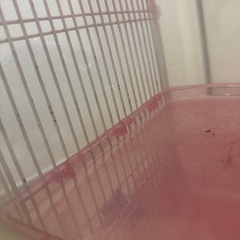 ハムスター用ケージの画像